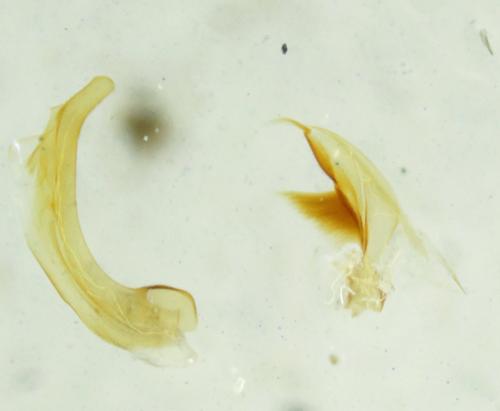 Haliplus immaculatus